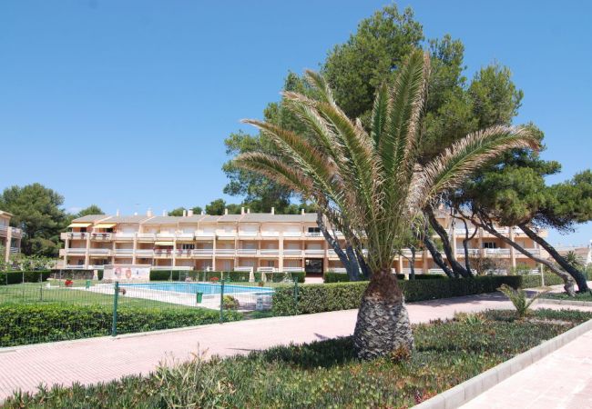 Апартаменты на Mont-Roig del Camp - Guardamar 2/4 Zeus  Apartments Miami 01251